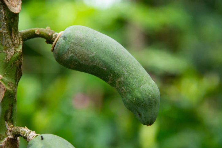 PAPAYA ON THE TREE