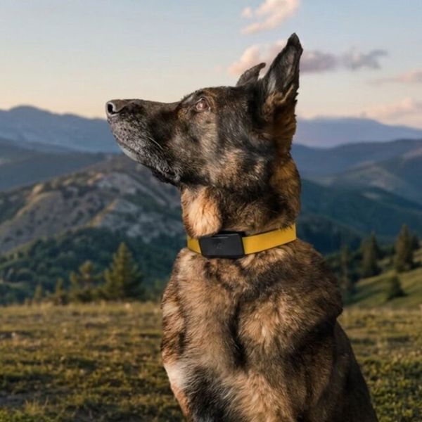 Fi Ultra: Το πρώτο dog tracker με Starlink για να μην ξαναχαθεί ο σκύλος σου