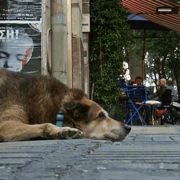 Αδέσποτες βόλτες με τους άγνωστους Αθηναίους