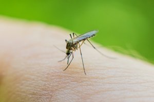 Τι συμβαίνει και αυξάνονται οι κατσαρίδες στην Αθήνα - εικόνα 1