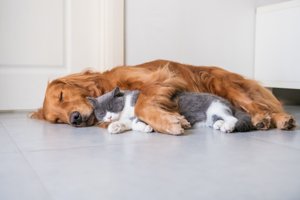 Σε αυτήν τη δουλειά πληρώνεσαι 21.000 ευρώ για να κοιμάσαι - εικόνα 1